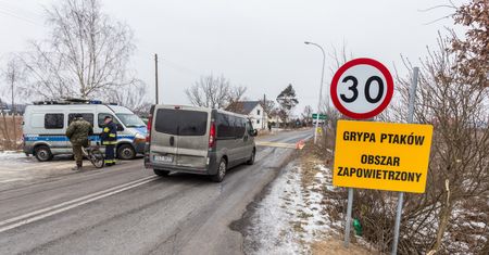 Kolejne ognisko ptasiej grypy. Do tej pory padło ok. 40 tys. ptaków