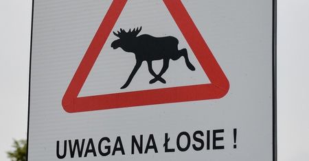 Nieumyślne potrącenie psa czy jeża nie jest karalne. Za ucieczkę grzywna nawet do 5 tys. zł