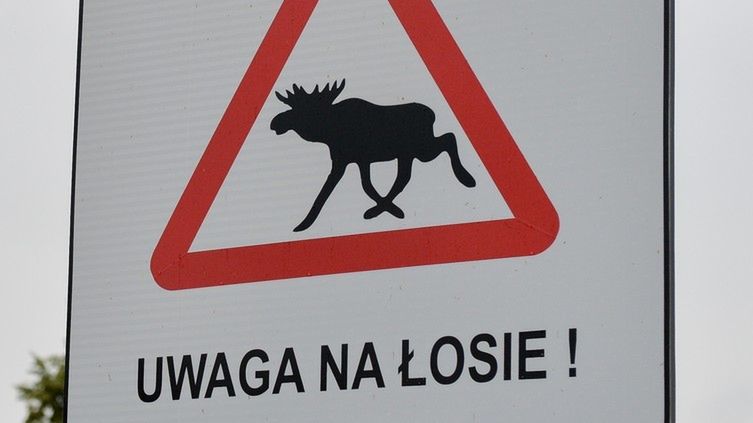 Potrąconego zwierzęcia nie można zostawić bez opieki. Kierowca najpierw musi zabezpieczyć miejsce zdarzenia, a następnie wezwać służby