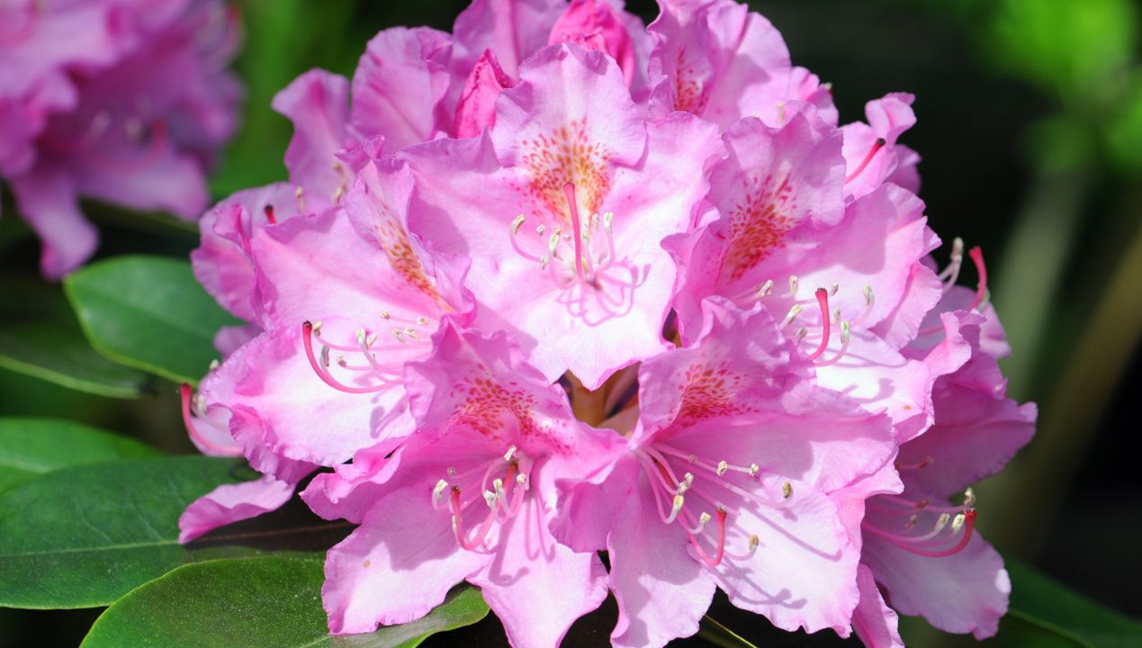 Kiedy sadzić rododendrony? fot. getty images