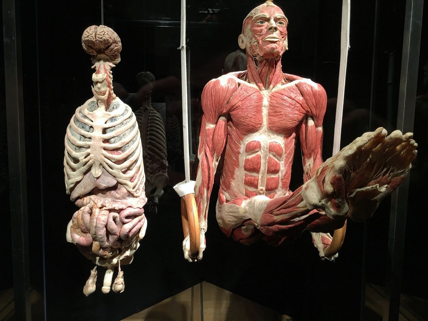 "Body worlds. The cycle of life" w Warszawie