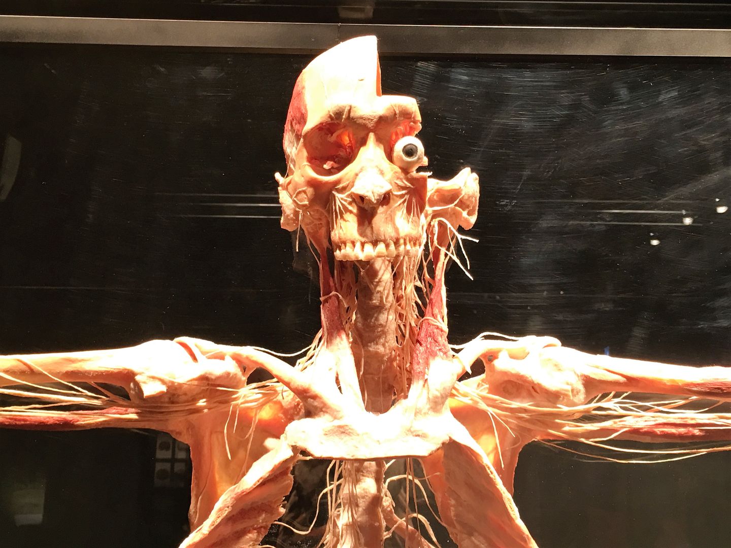 "Body worlds. The cycle of life" w Warszawie