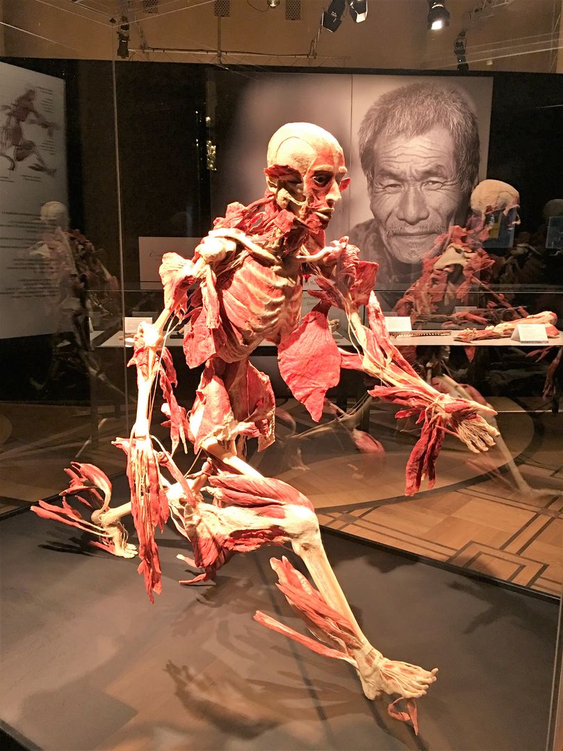 "Body worlds. The cycle of life" w Warszawie