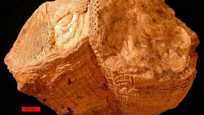 Prehistoryczne mięczaki zdradzają swoje sekrety