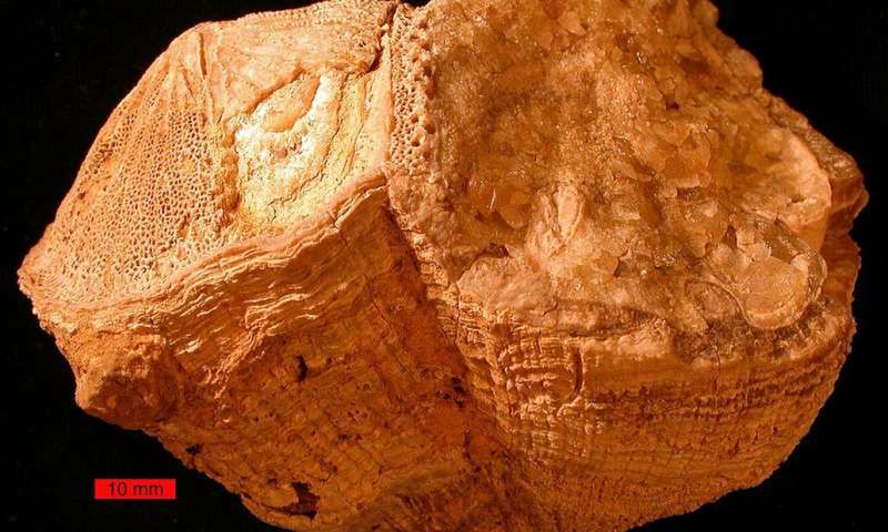 Prehistoryczne mięczaki zdradzają swoje sekrety