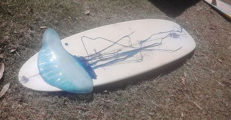 Groźna meduza wielkości deski surfingowej na plaży w Australii