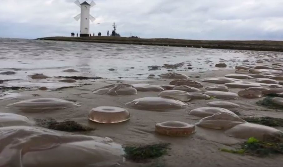 Meduzy pokryły całą plażę w Świnoujściu. Ta inwazja oznacza tylko jedno