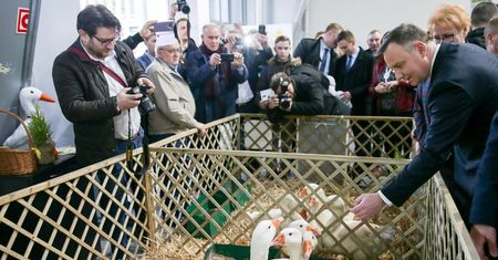 Andrzej Duda pozuje ze słodką alpaką. Je mu z ręki