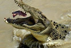 Krokodyl zaatakował turystów