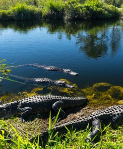 Koronawirus w Rwandzie. Złamał zasady kwarantanny, pożarły go krokodyle