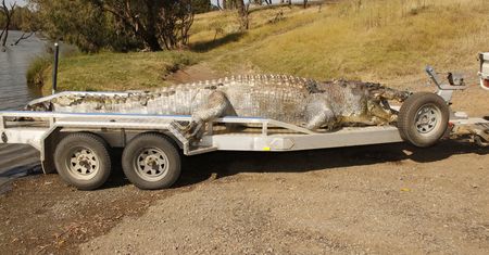 Zastrzelił legendę Australii. 100-letni krokodyl miał pożerać krowy