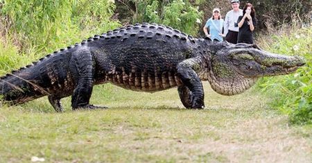 Wygląda jak dinozaur. Turyści zaniemówili