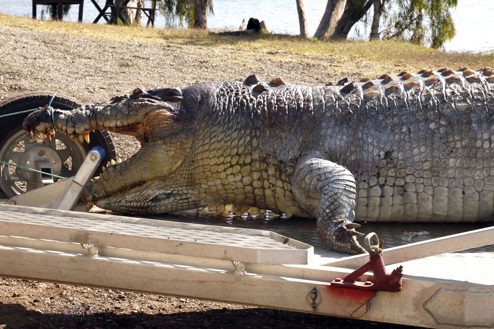 Zabili króla australijskich krokodyli. Po śmierci olbrzyma ruszyła gra o tron