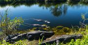 Koronawirus w Rwandzie. Złamał zasady kwarantanny, pożarły go krokodyle