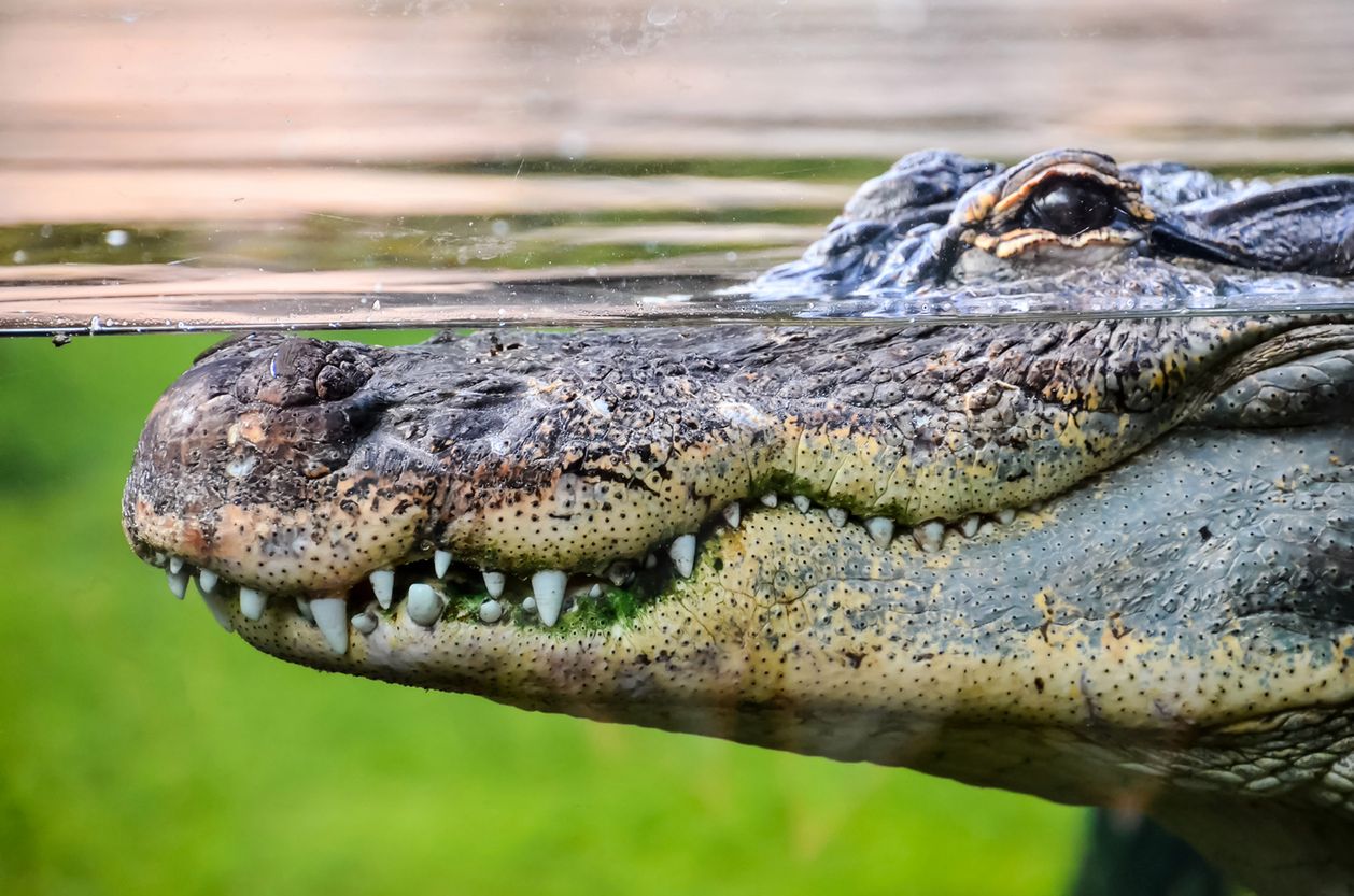 Krokodyl zabił mężczyznę na oczach przerażonego siostrzeńca