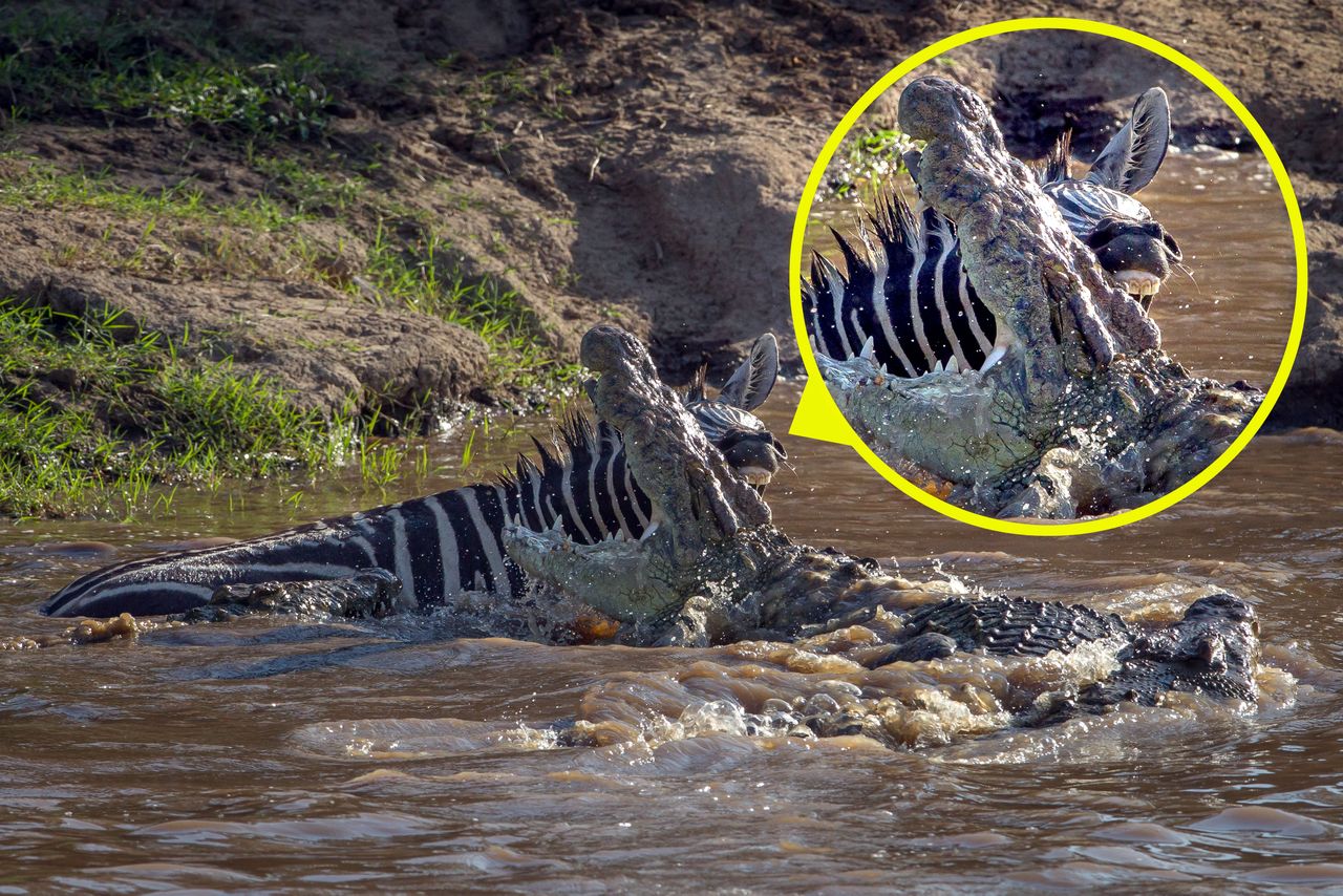 Zebra odgryzła się krokodylowi