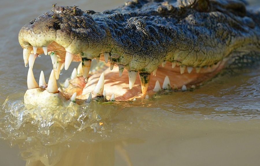 Strażniczka ochrony przyrody została porwana przez krokodyla