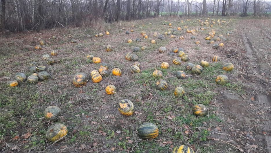 Kradzione dynie sprawca rozłożył na swoim polu. 