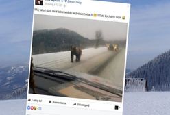 Takie rzeczy tylko w Bieszczadach. To zdjęcie tylko na pierwszy rzut oka jest zabawne