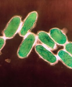 Mongolia zapobiegła epidemii dżumy. Kwarantanna objęła turystów z Europy
