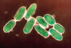 Mongolia zapobiegła epidemii dżumy. Kwarantanna objęła turystów z Europy