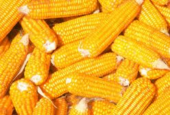 Kukurydza - pomysł na smaczny i zdrowy posiłek w lecie