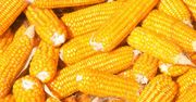 Kukurydza - pomysł na smaczny i zdrowy posiłek w lecie