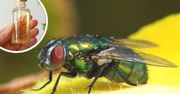 Zapach, którego muchy nienawidzą. Pozbędziesz się ich w końcu z domu!