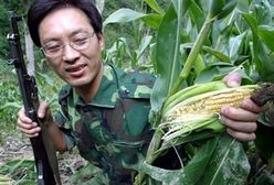 Energetycy stawiają na kukurydzę