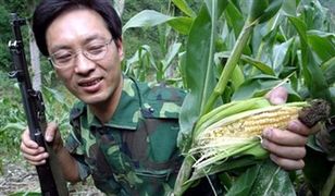 Energetycy stawiają na kukurydzę