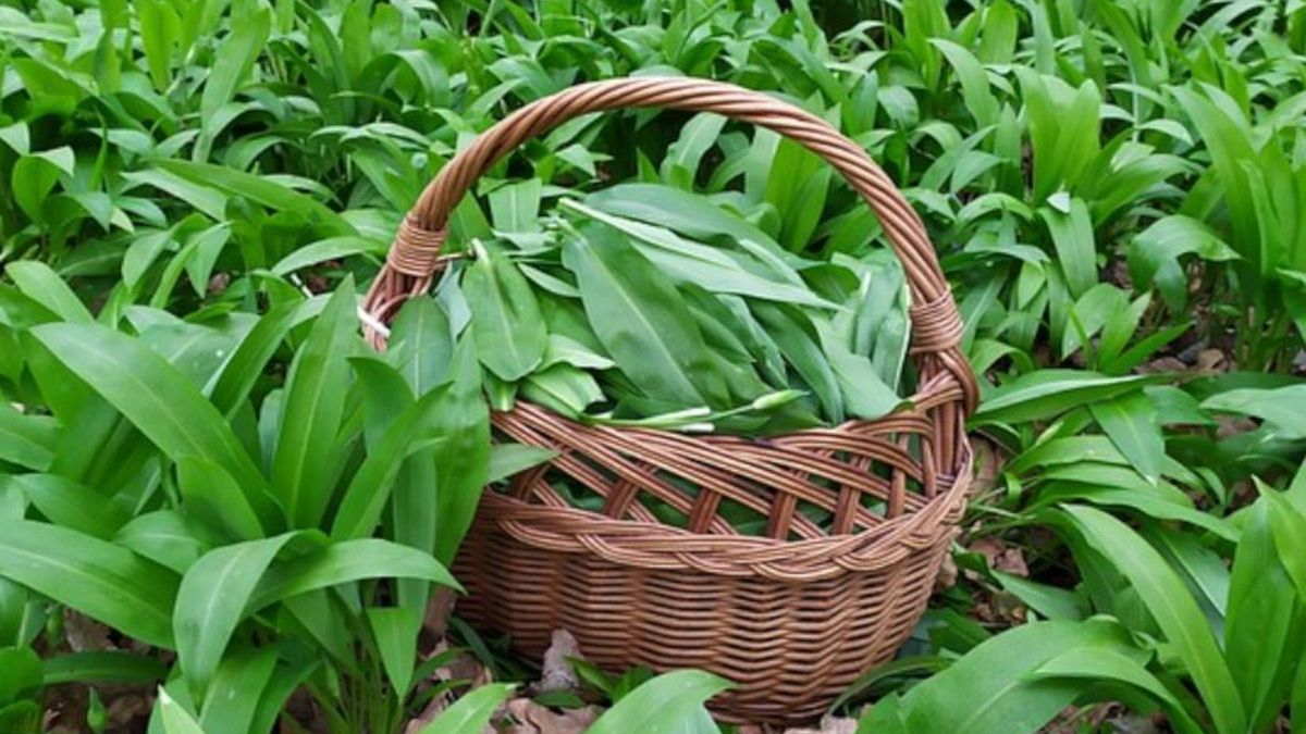 Czosnek niedźwiedzi w koszyku