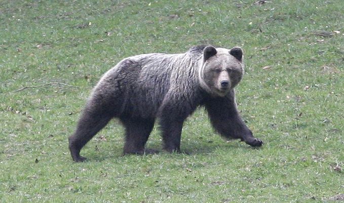 Niedźwiedzica Ingrid została zastrzelona