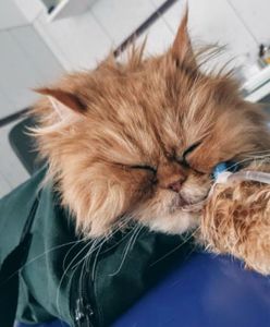 Szczecin. 19-latek w areszcie. Brutalnie uśmiercił kota i psa, skatował kotkę