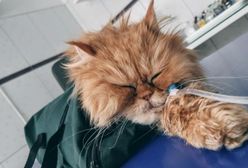 Szczecin. 19-latek w areszcie. Brutalnie uśmiercił kota i psa, skatował kotkę