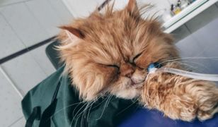 Szczecin. 19-latek w areszcie. Brutalnie uśmiercił kota i psa, skatował kotkę