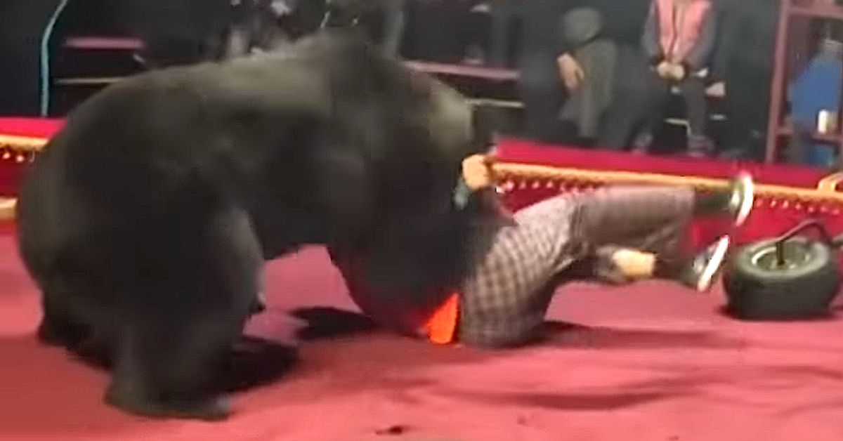 Rosja. Niedźwiedź zaatakował tresera w cyrku. Jest wideo z incydentu