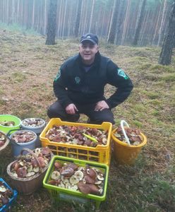 W trzy godziny zebrał 50 kg. Nowy wysyp grzybów w Polsce