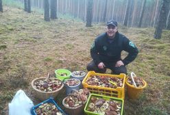 W trzy godziny zebrał 50 kg. Nowy wysyp grzybów w Polsce