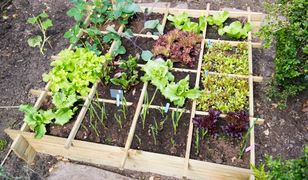 Domowy warzywnik krok po kroku. Uprawa warzyw w ogrodzie