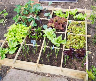 Domowy warzywnik krok po kroku. Uprawa warzyw w ogrodzie