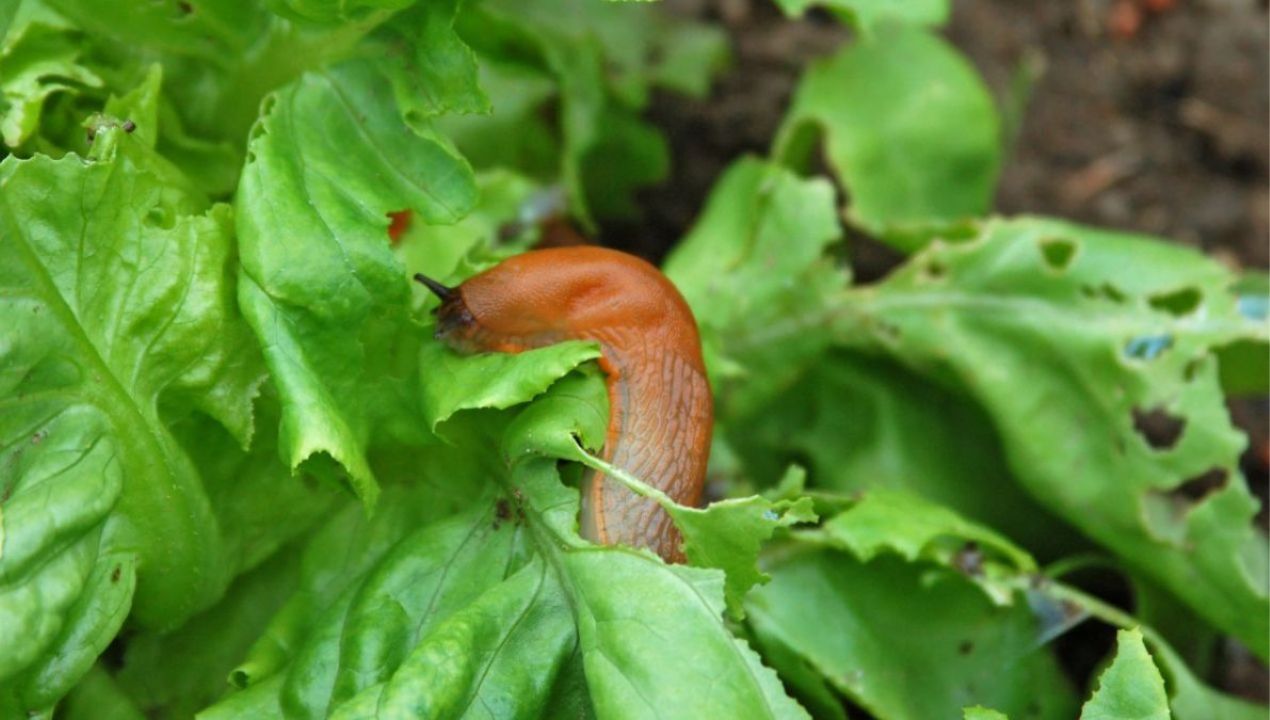 sposób na ślimaki w ogrodzie fot. getty images