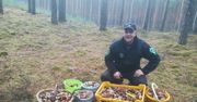 W trzy godziny zebrał 50 kg. Nowy wysyp grzybów w Polsce