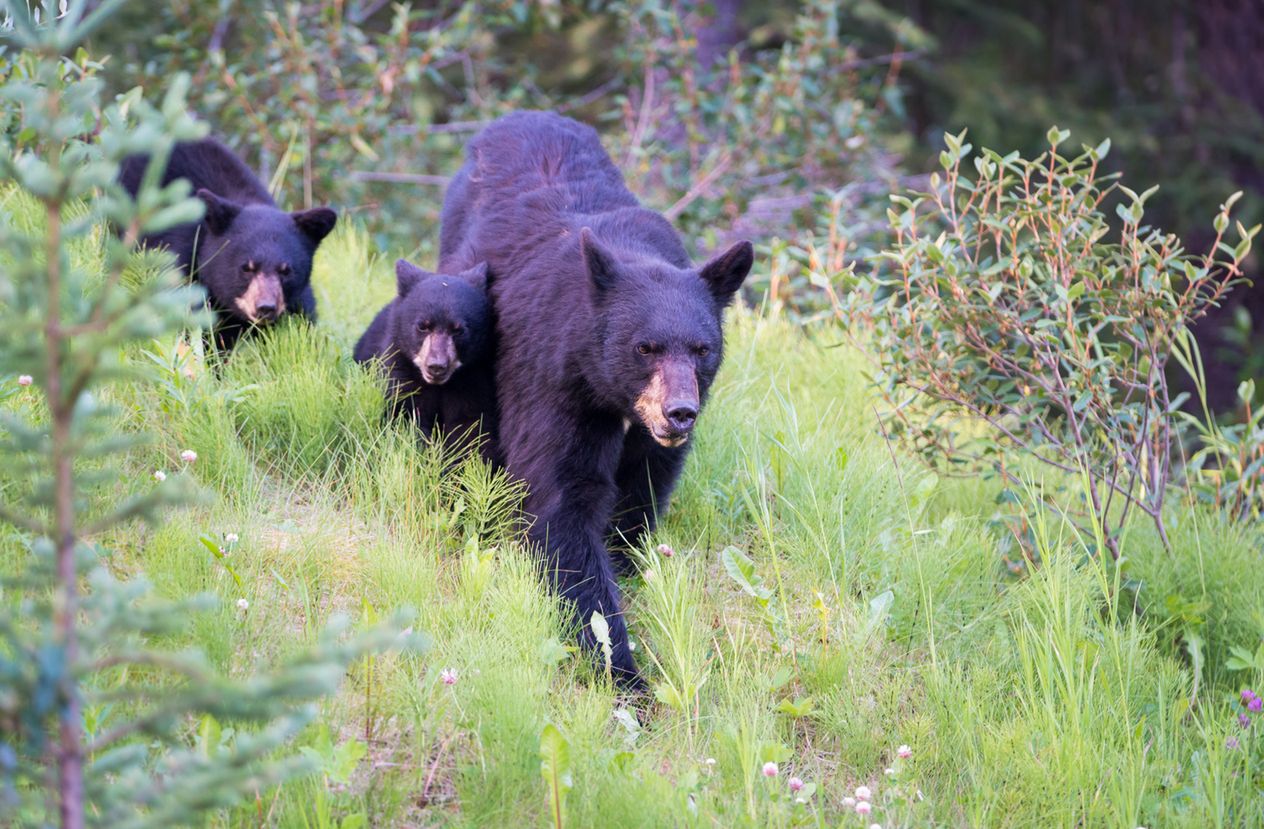 Polscy myśliwi zabili czarne niedźwiedzie w Kanadzie