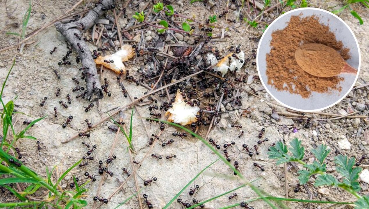 Ma właściwości owadobójcze! Pozbędziesz się mrówek z ogrodu, jeśli masz go w kuchennej szafce