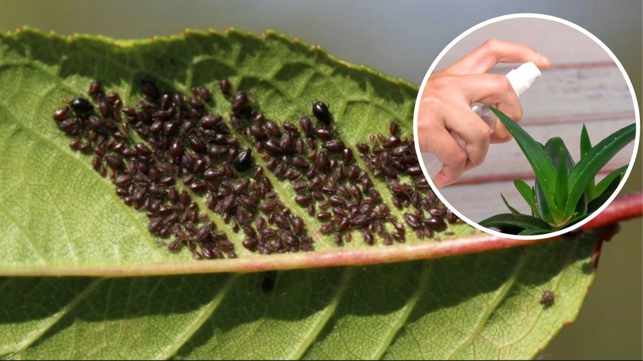 Naturalny oprysk na mszyce, mączniaka i inne choroby. Jak zrobić? Przepis - krok po kroku