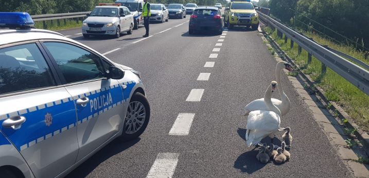 Rodzina łabędzi na ruchliwej szosie. Uratowali ją policjanci