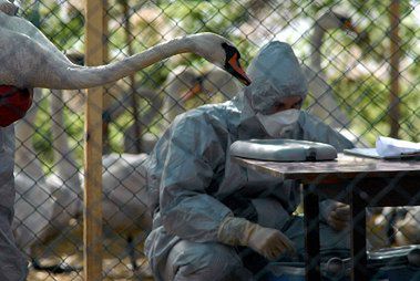 Łabędzie z Bydgoszczy zarażone wirusem H5N1