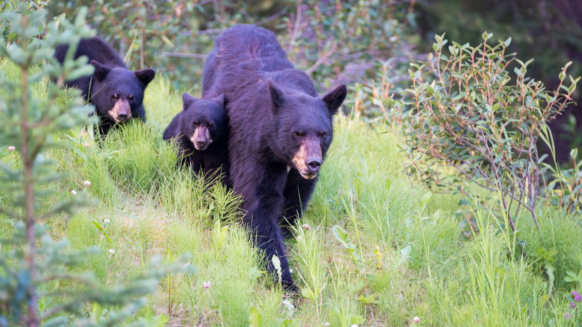 Polscy myśliwi zabili czarne niedźwiedzie w Kanadzie