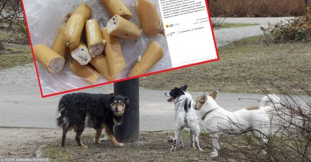W gdyńskim parku znaleziono parówki z gwoździami, pineskami i trutką. "Bestialstwo"