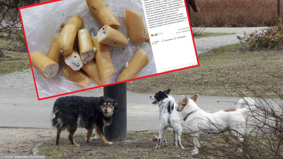 W gdyńskim parku znaleziono parówki m.in. z gwoździami w środku.